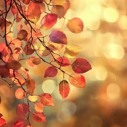 fall background 4